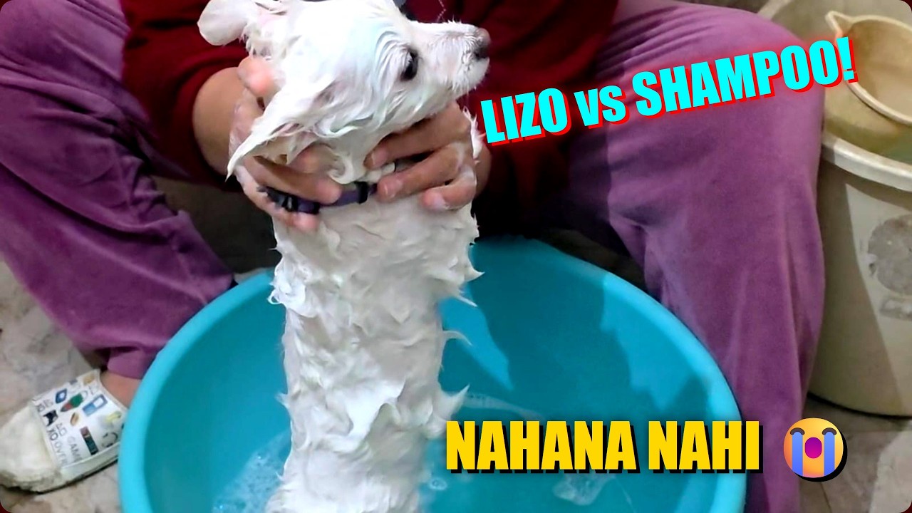 Cute Pomeranian Ka Bath Drama | Lizo's Funny Struggle