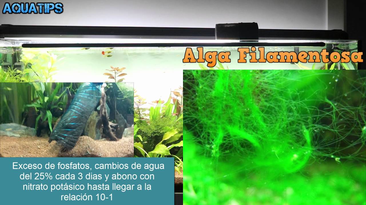 Como eliminar algas de acuario || Guia paso a paso || AquaTips