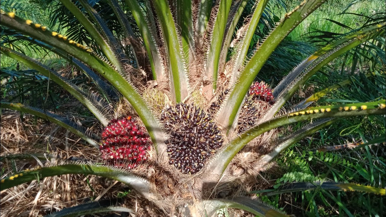 tn1 sawit masih kecil buah nya besar2 dan lebat,bibit unggul #sawit #bibitsawitunggul #buahlebat