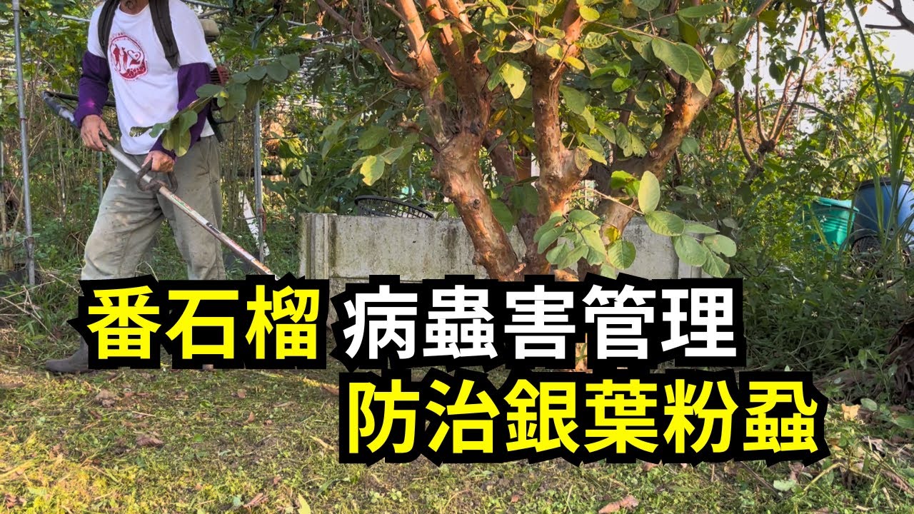 番石榴(芭樂)樹蟲害管理，分享四種防治粉蝨的方法，簡單有效 | 阿星種植