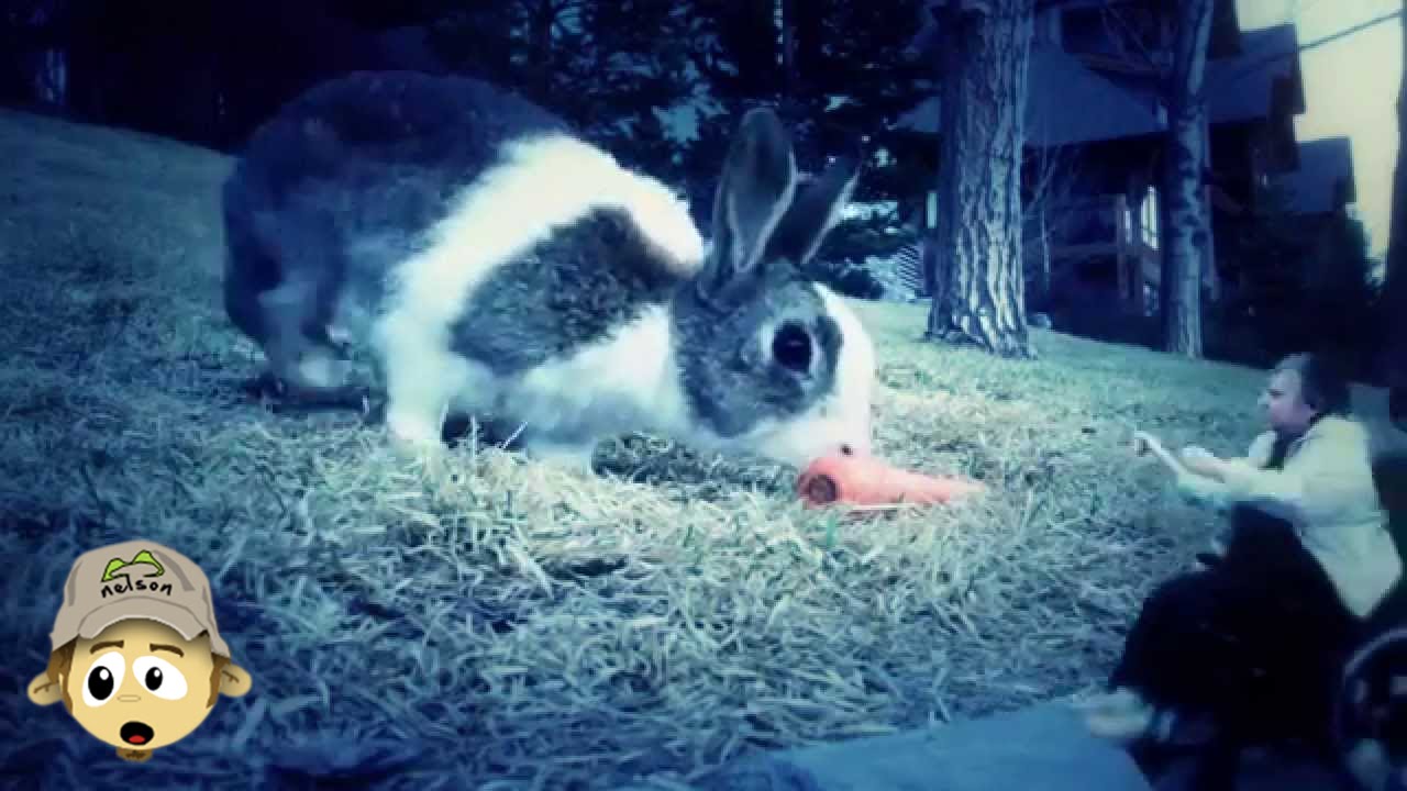 Glub Glub Water Dance - Do the Rabbit+Youtube