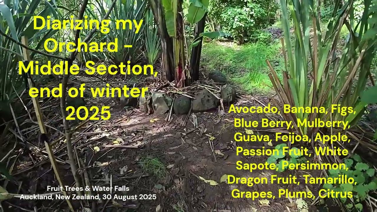 Middle Section - Orchard Diary Aug 2025