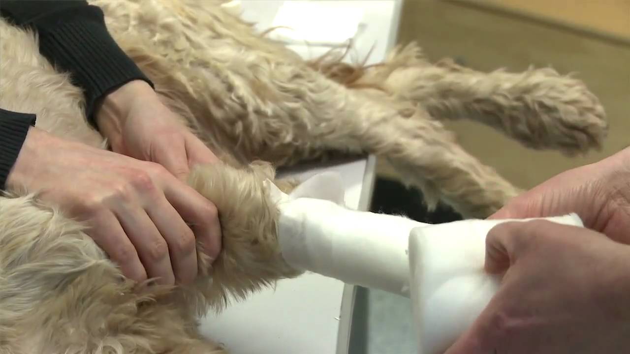 Erste Hilfe Hund 3 Pfotenverband