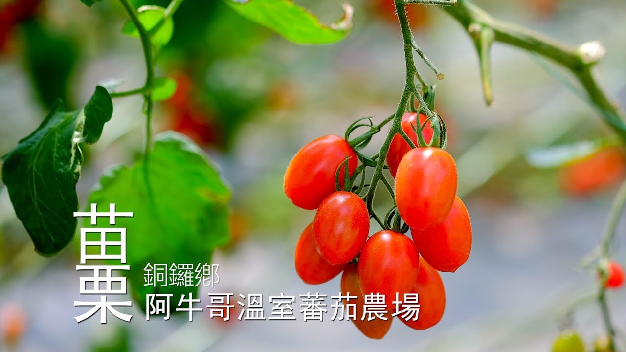 【銅鑼】阿牛哥溫室蕃茄農場