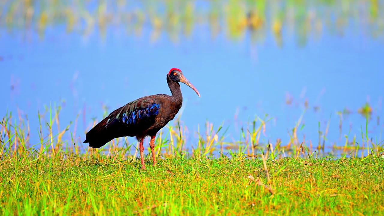 MOODY BIRDS, intermediate egret, red naped ibis, grey heron, black headed ibis.