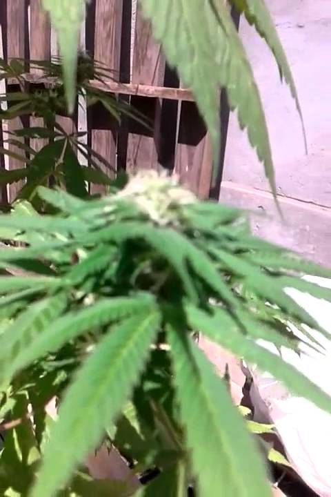Original Amnesia Dinafem