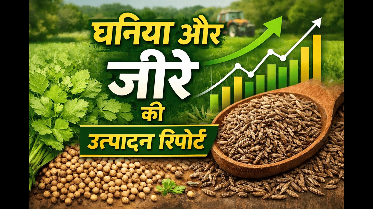 धनिया और जीरे की उत्पादन की क्या है रिपोर्ट, फसलों की मौजूदा स्थिति क्या है?