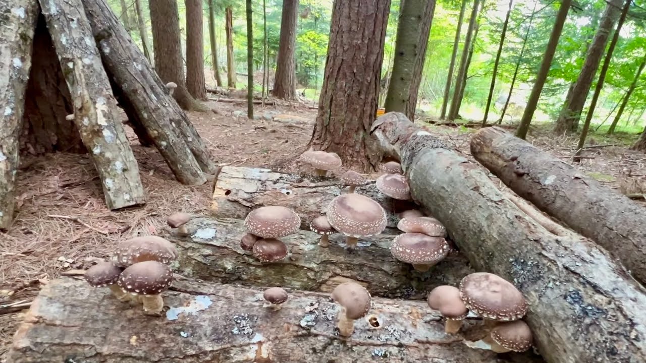 Growing Edible Mushrooms: Agroforestry in the Adirondack Mountains
