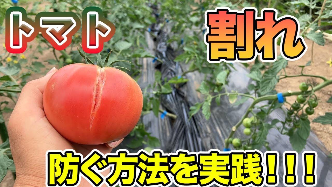 【トマト】雨が降っても割れずに甘くトマトを育てる方法　これをするだけで雨なんて余裕