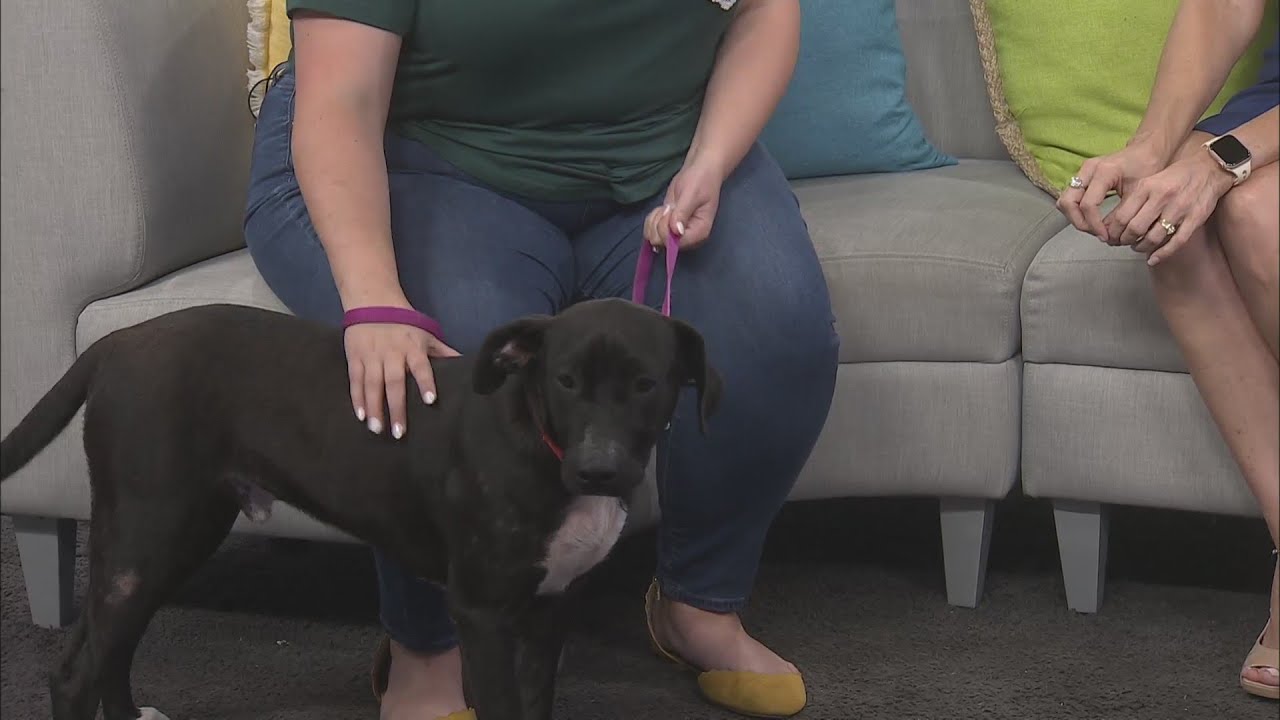 Shelter Spotlight: Rizzoli