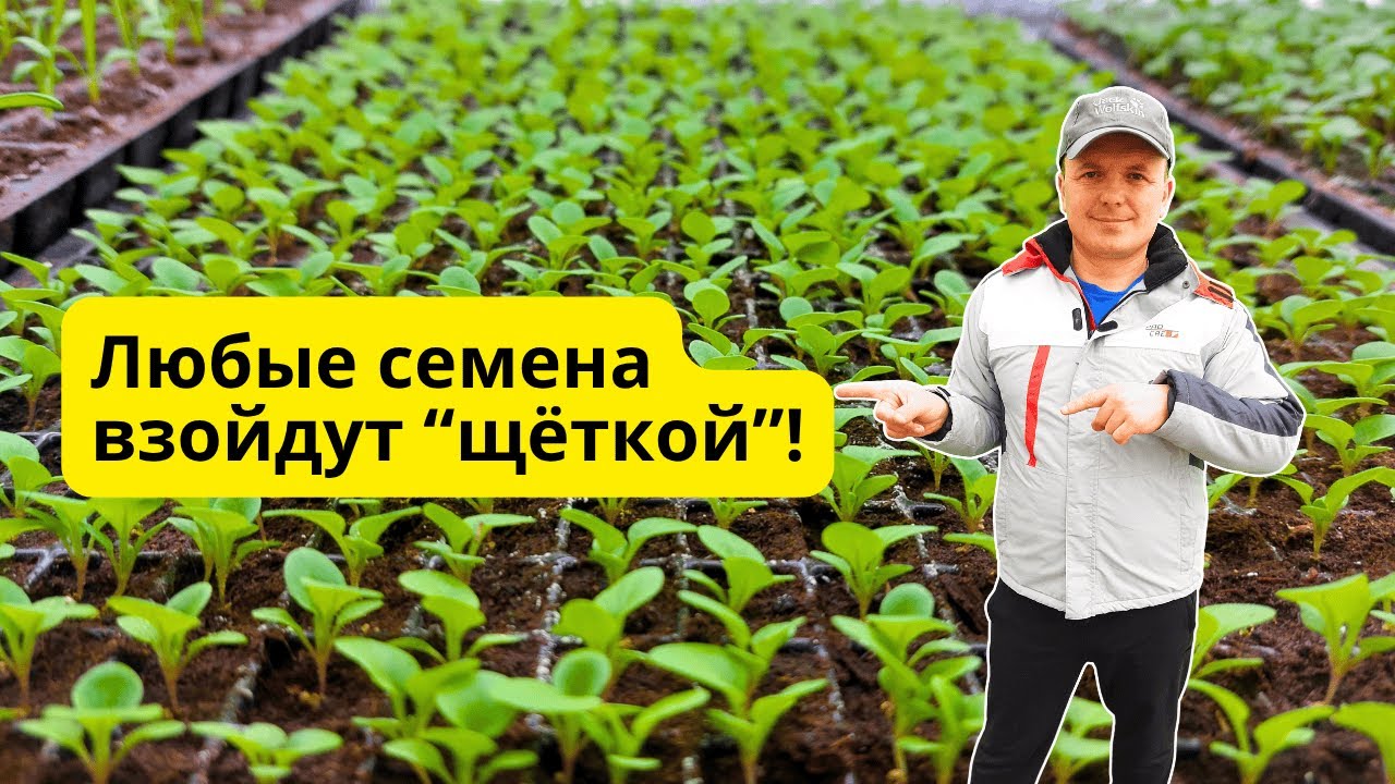 Семена любых растений прорастут очень быстро- три главных подсказки!