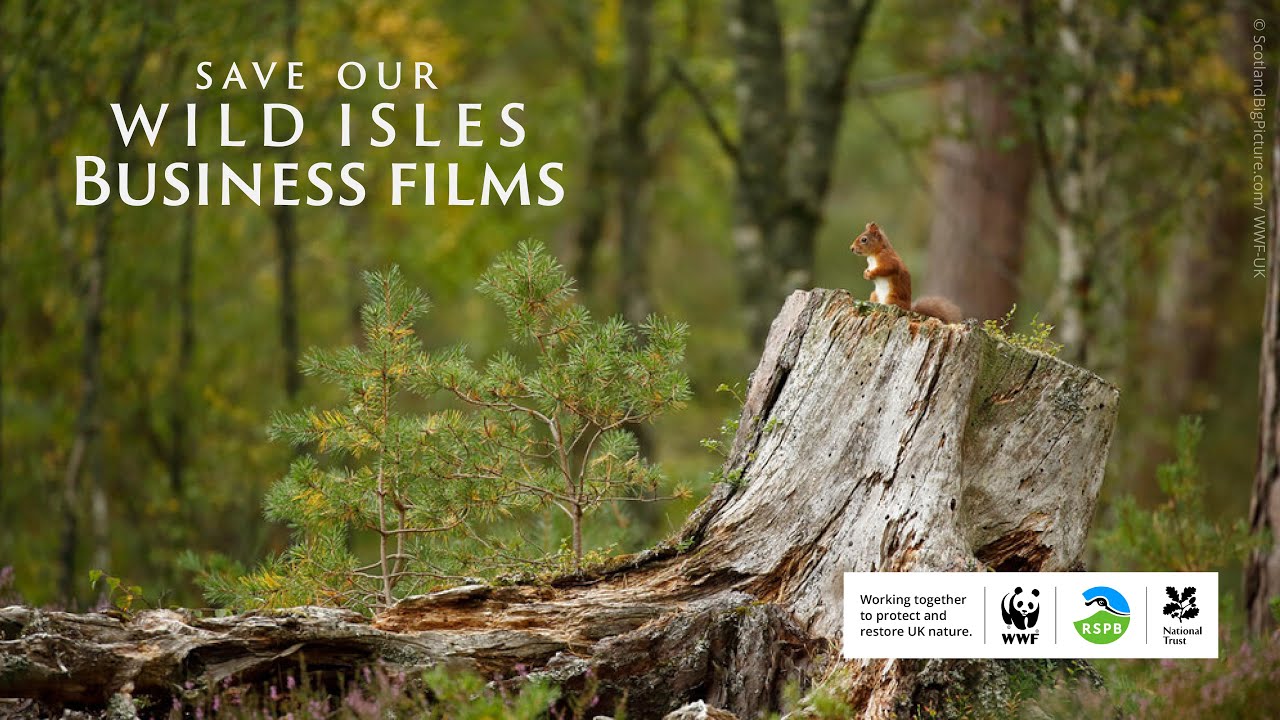 How can businesses help solve the nature crisis?