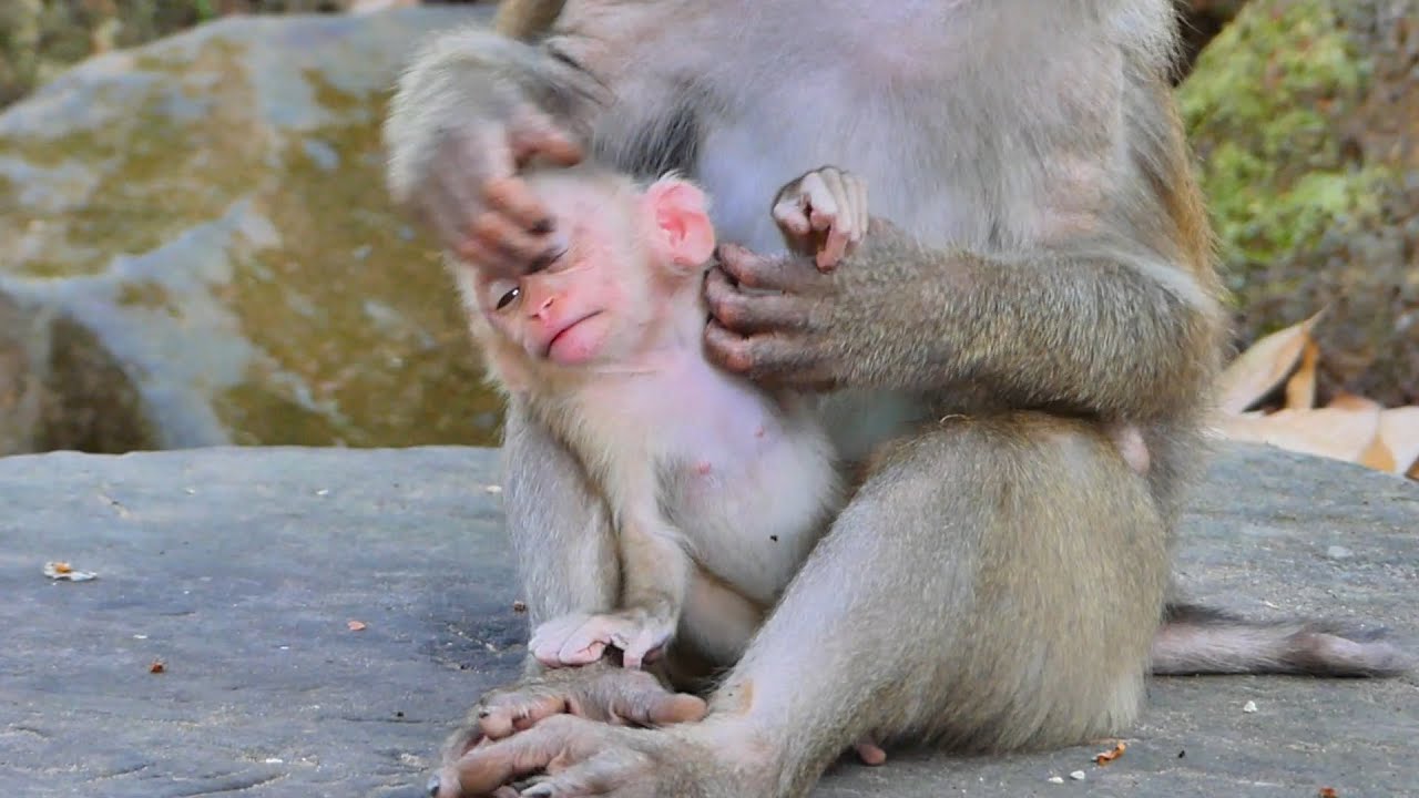 After mom Libby nurse her Lily let milk |