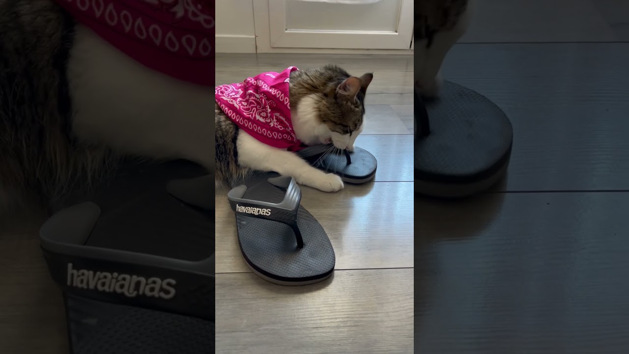 New outfit !! 😸