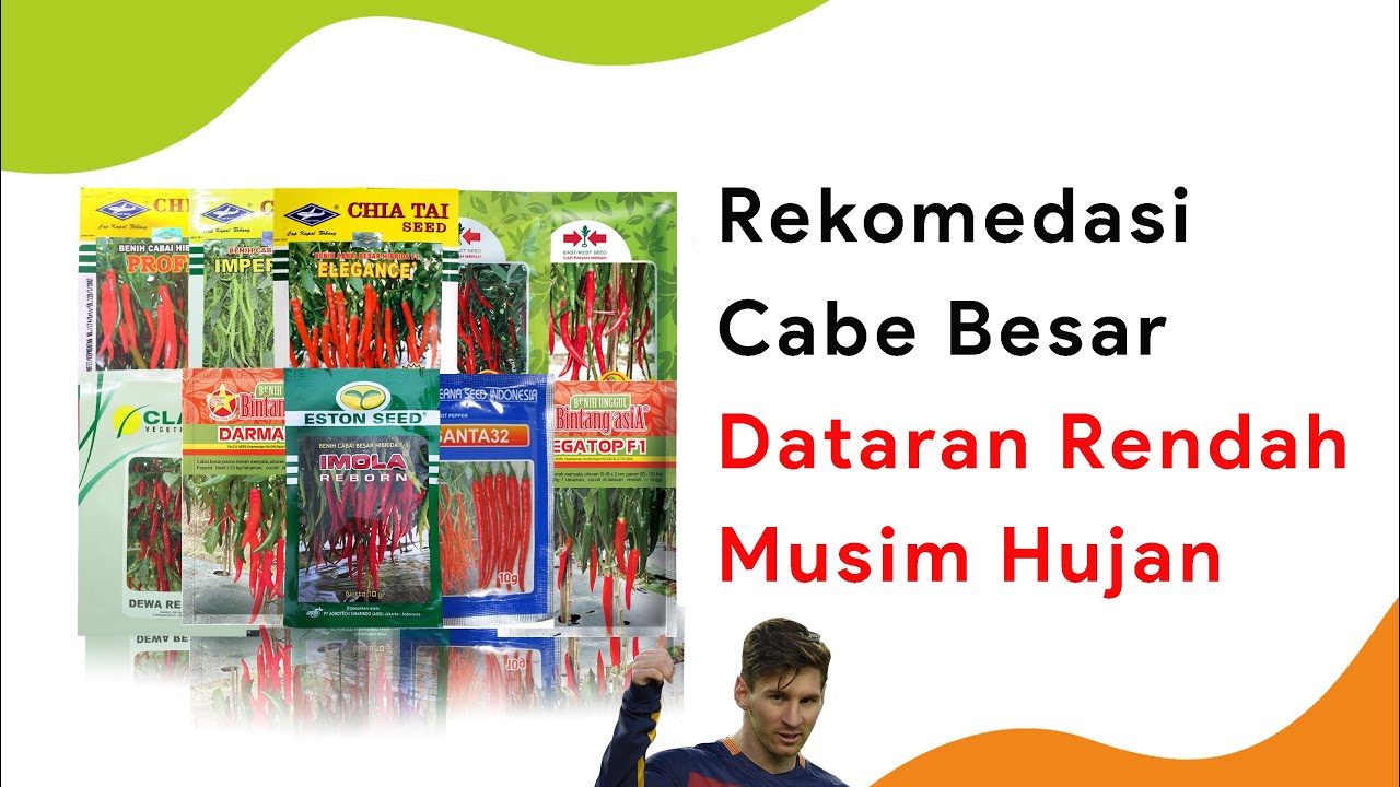 10 Cabe Besar Dataran Rendah Musim Hujan Terbaik