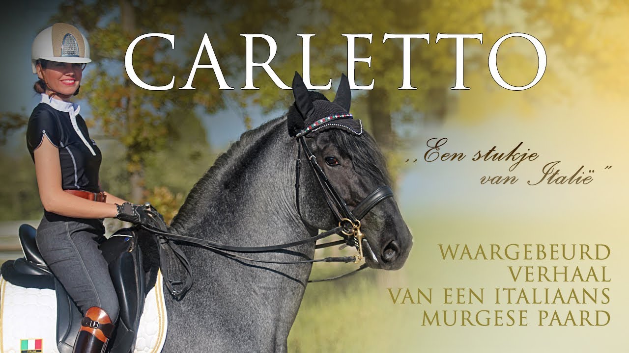 HET VERHAAL VAN CARLETTO | Waargebeurd Verhaal van een Italiaans Murgese Paard