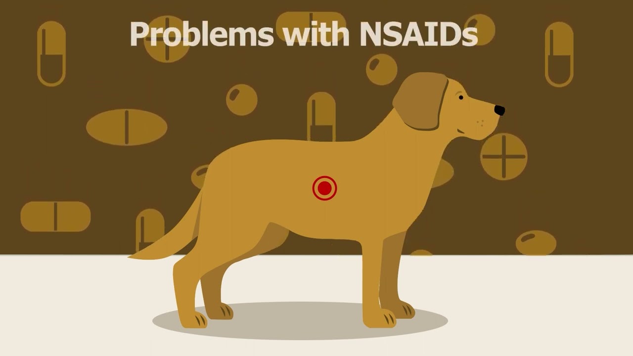 Arthritis in Dogs and Cats Video Tutorial