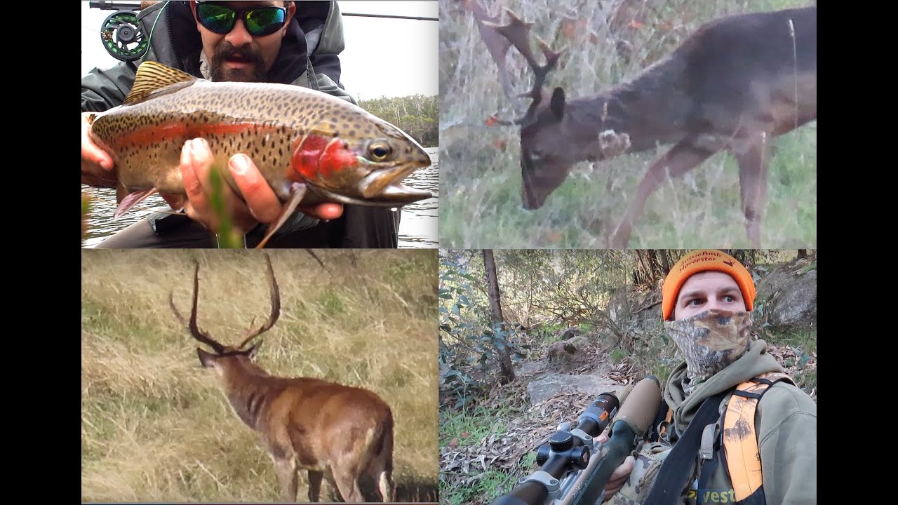Post Rut Poke About (Fallow Bucks & Big Rusa) | Tassie Rainbow Trout