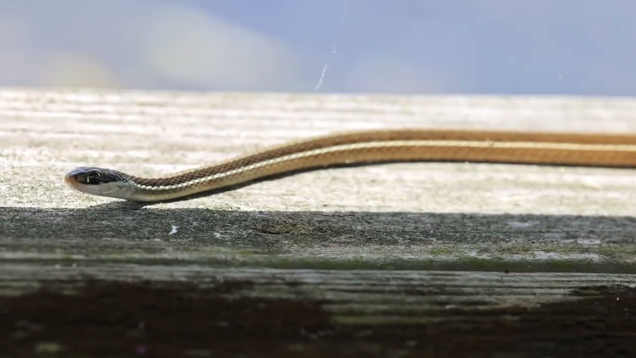 Eastern Ribbon Snake