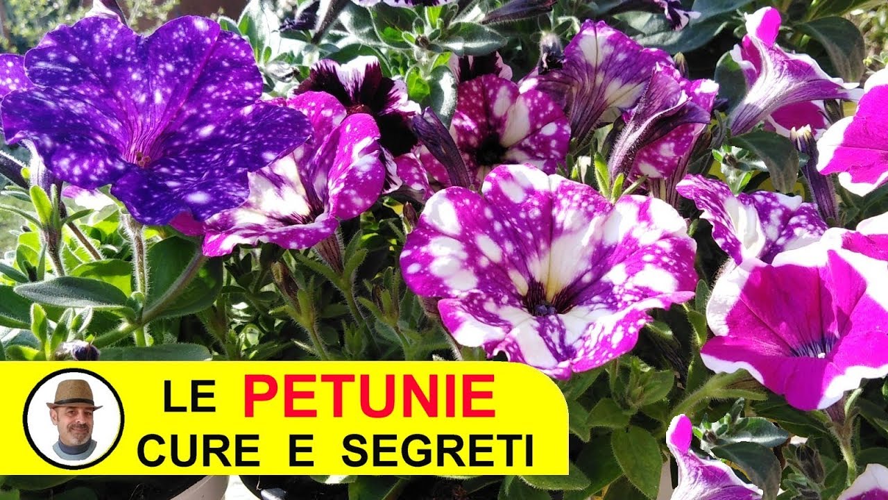 PETUNIE e SURFINIE MERAVIGLIOSE CURE E SEGRETI