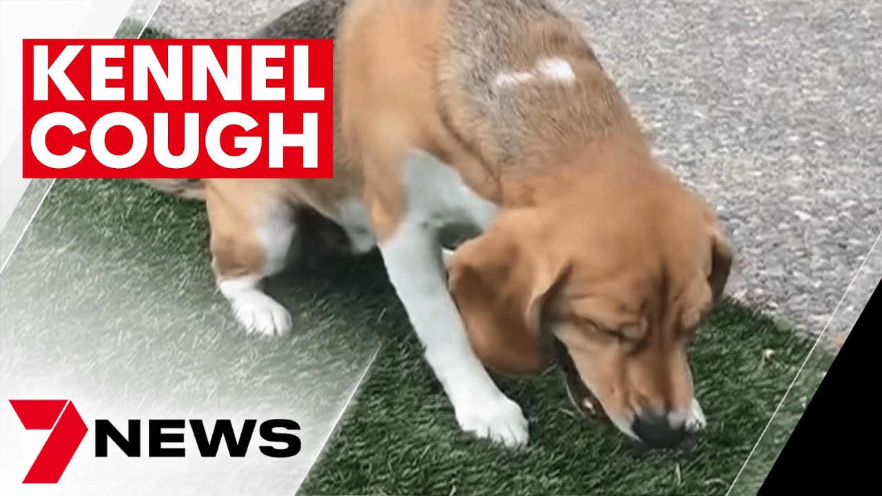 Urgent warning as hundreds of dogs struck down with contagious kennel cough | 7NEWS