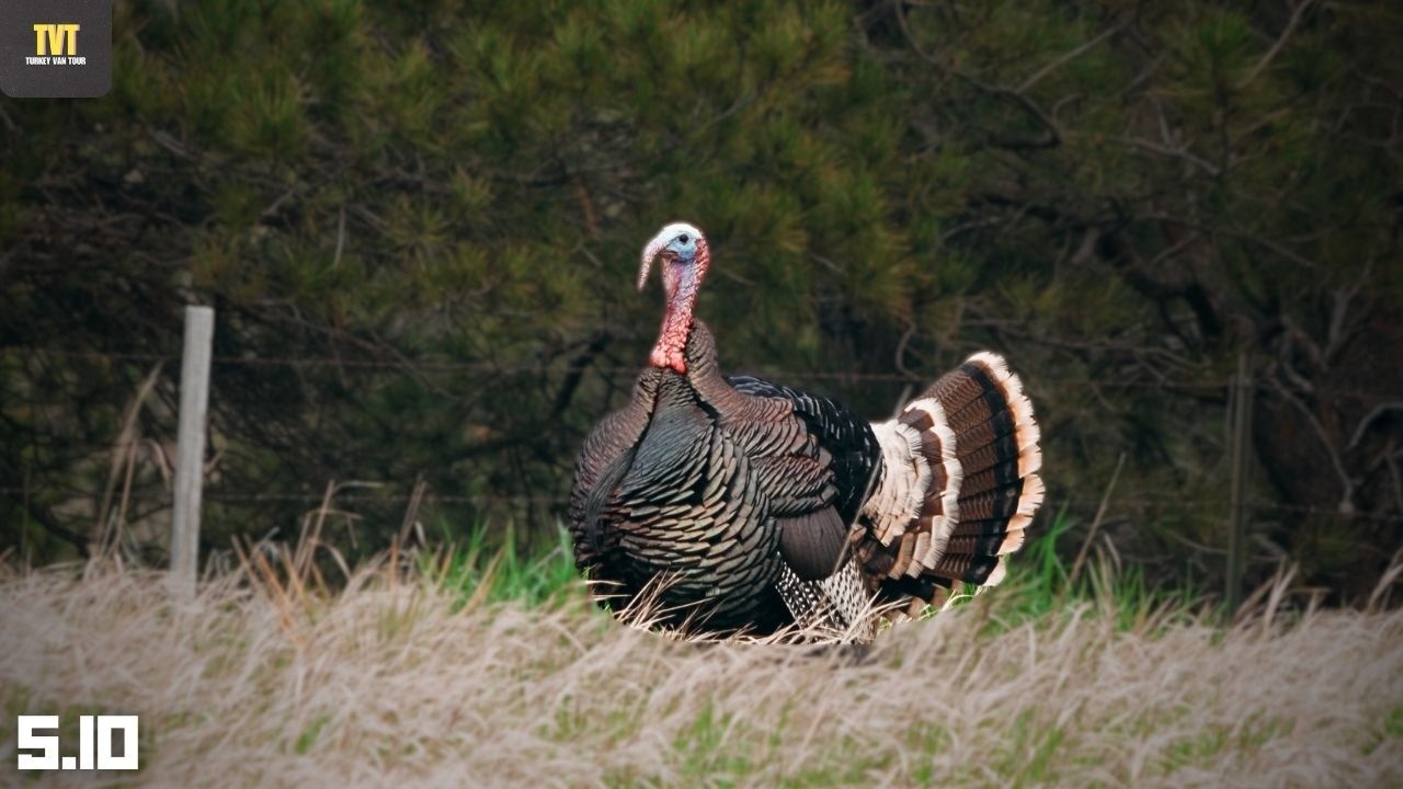 The PERFECT Western Hunt - Wyoming Public Land Turkey Hunting