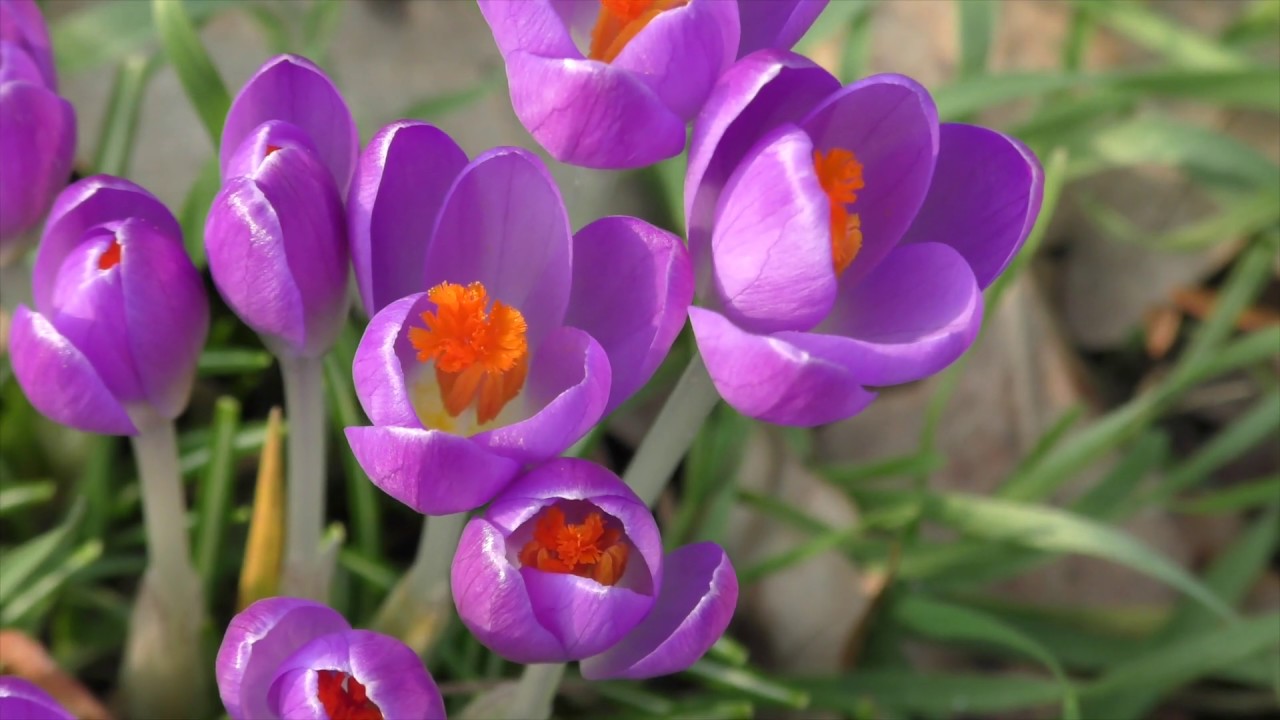 Ze zijn er weer vroeg bij daar op de tuin