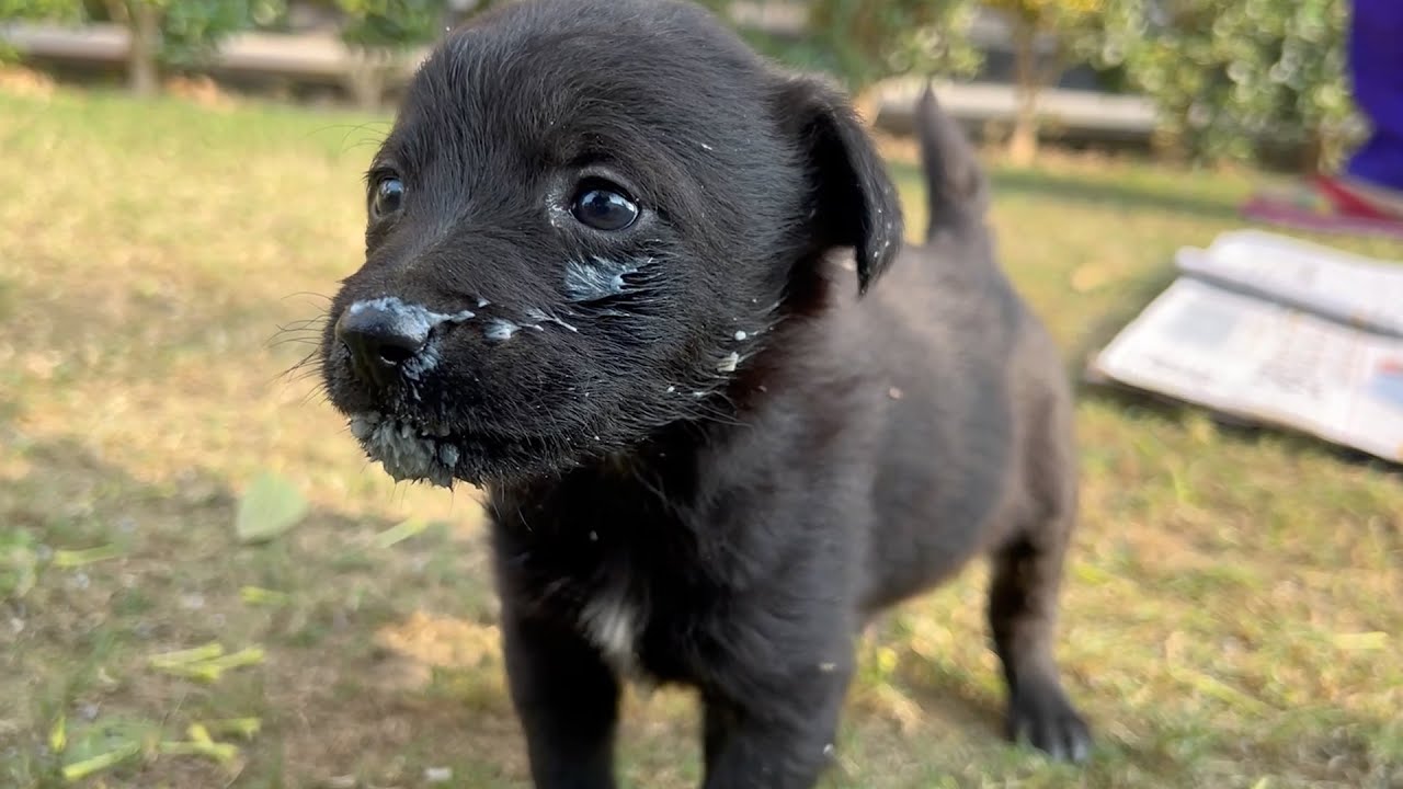 Feeding 31-Day-Old Street Puppies - Heartwarming Meal Moment ❤️🐶 #feedingdogs #doglovers #puppies