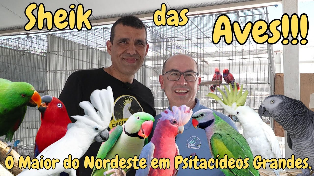 AS REL&Iacute;QUEAS DO SHEIK NOS PSITAC&Iacute;DEOS GRANDES!!!