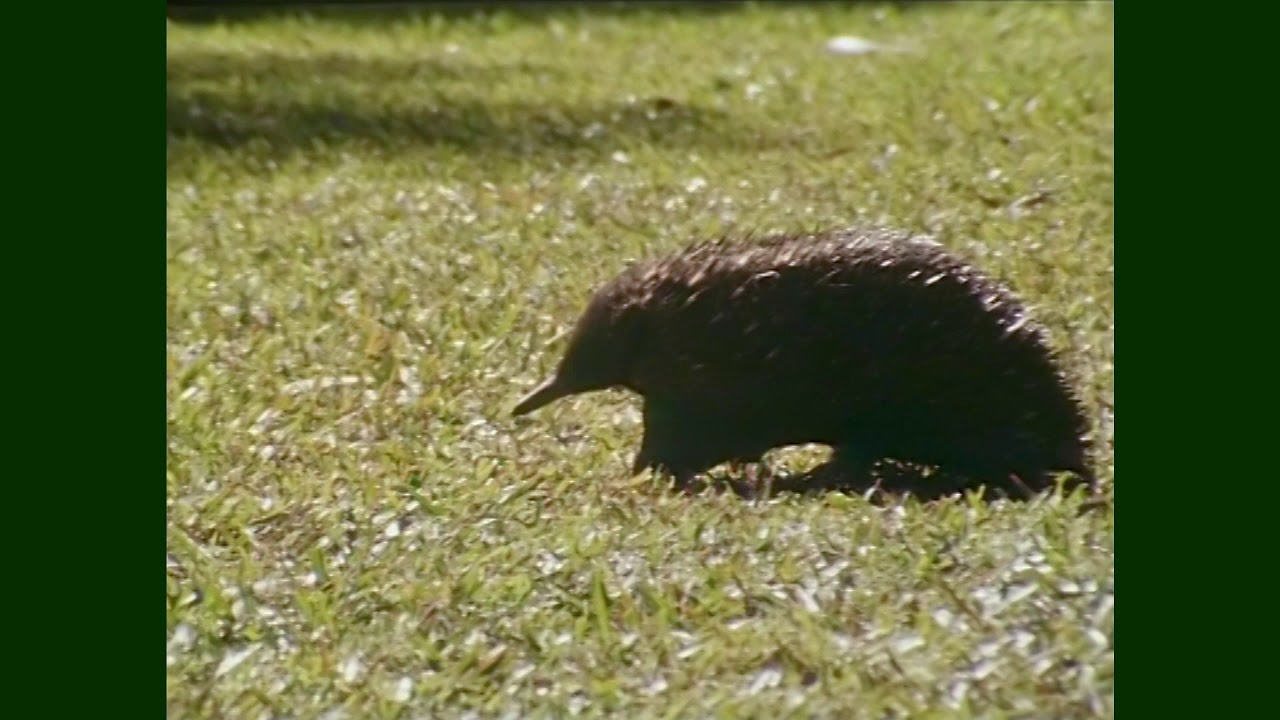 Feathers Fur or Fins...Echidna | Don Spencer | Music for Kids