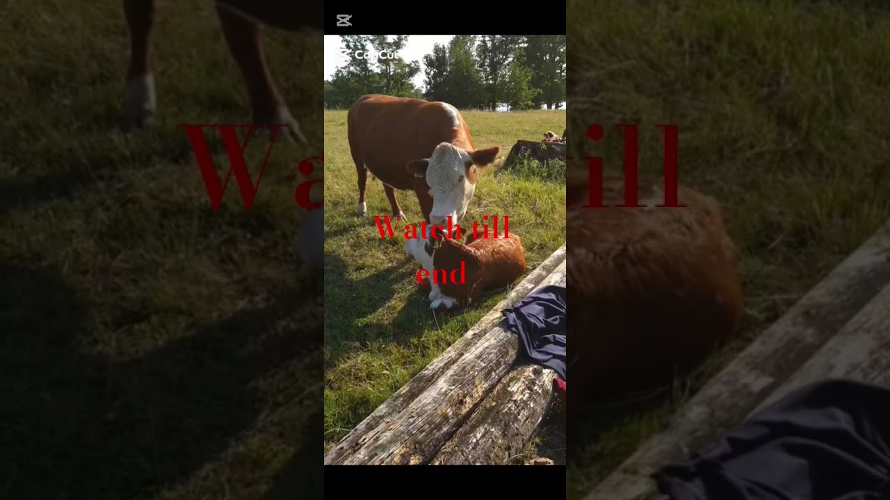 janvaron mein phosphorus deficiency of phosphorous in animals diseases  dr musavir shah