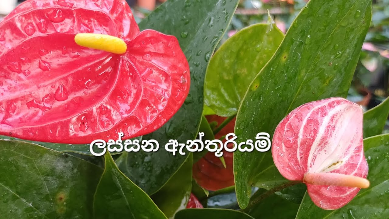 ඔයාට වාසි පැකේජයක් 🥰2026/01/22🥰0706132904🥰#anthurium #floweringplants#gardening  #