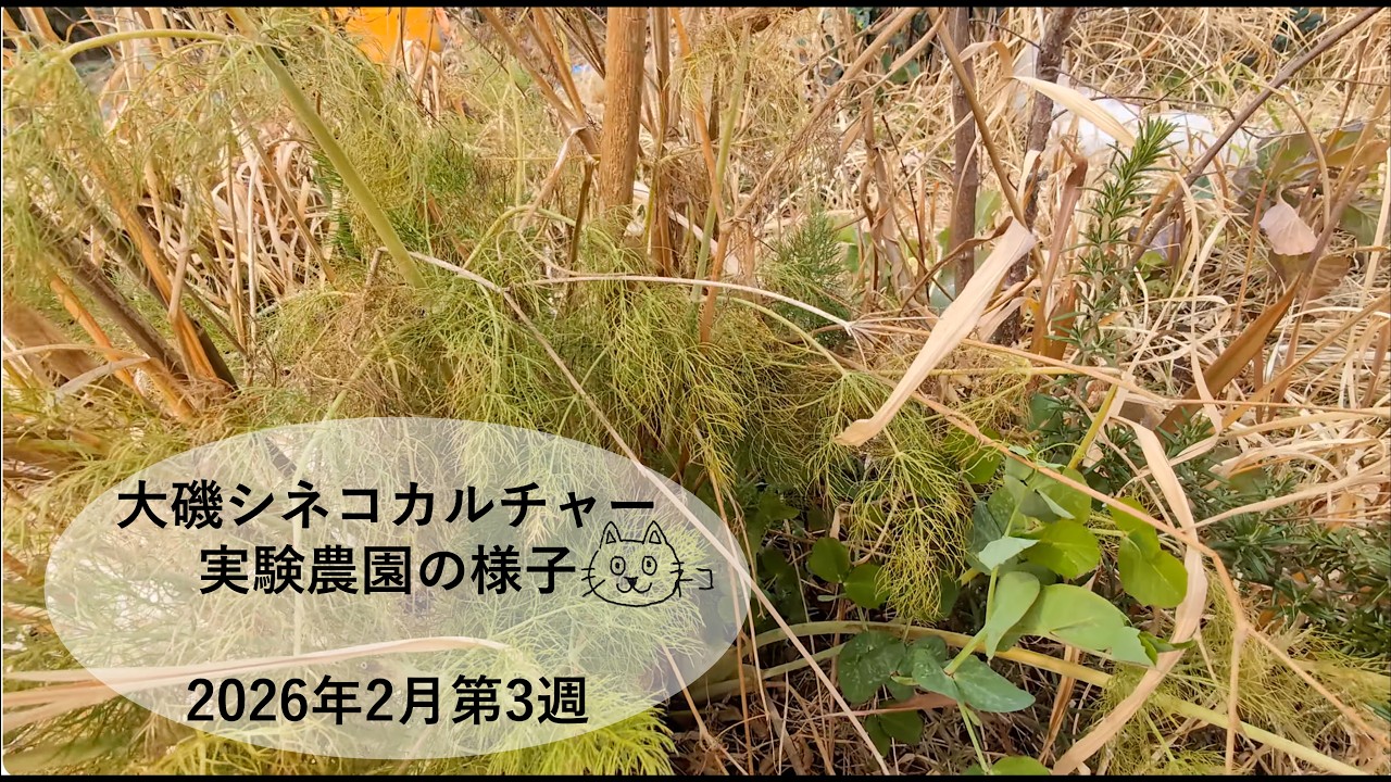 大磯シネコカルチャー実験農園の様子 2026年2月 第3週
