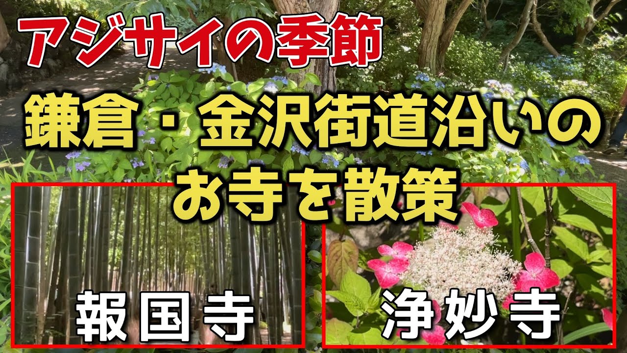 アジサイの季節　鎌倉・金沢街道沿いのお寺を散策　#竹林#山アジサイ#報国寺#浄妙寺#アジサイ#鎌倉・金沢街道
