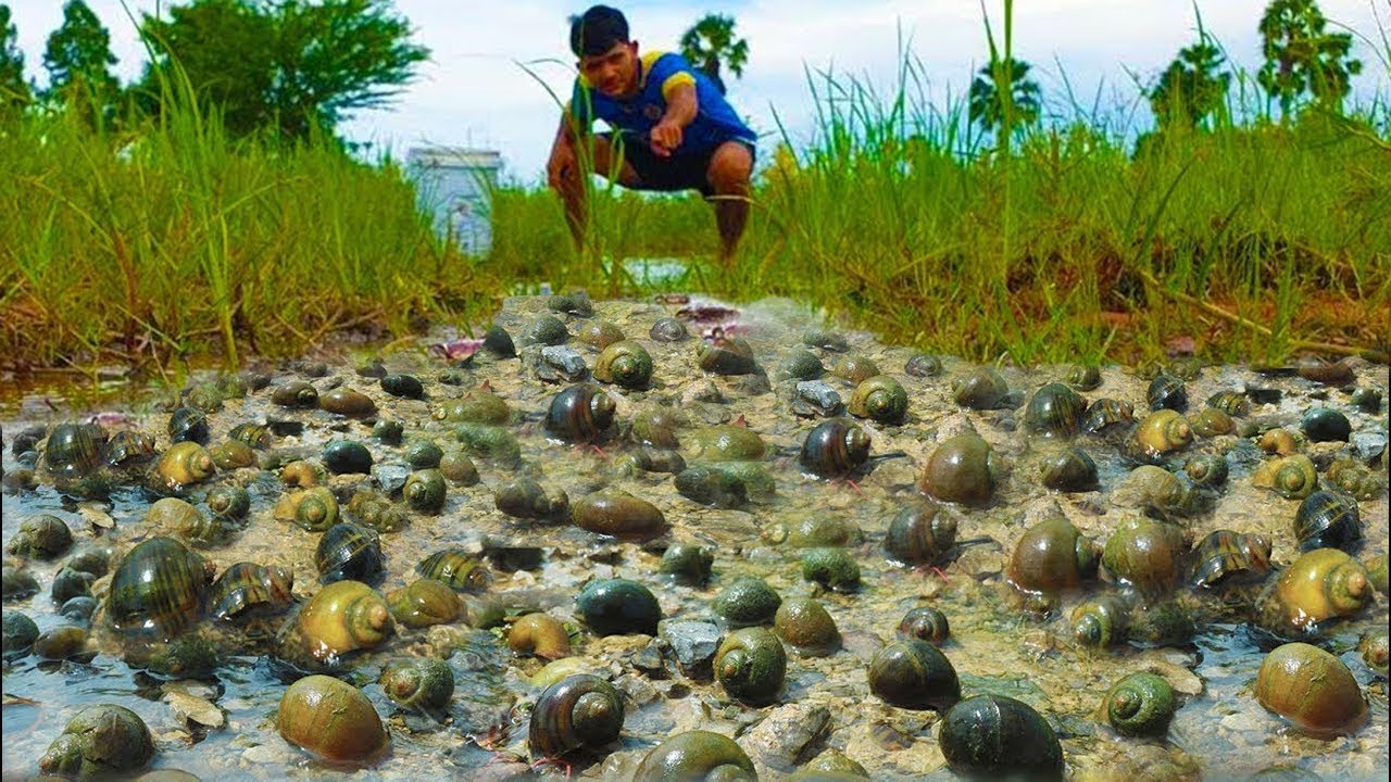 So Many Snails Hidden in the Mud!