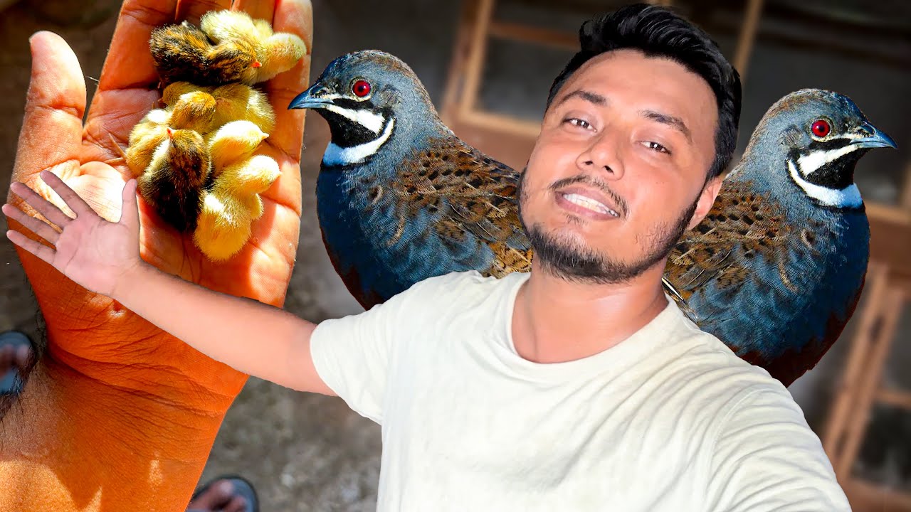 এই প্রথম এত বাচ্চা হয়েছে নীল কোয়েলের