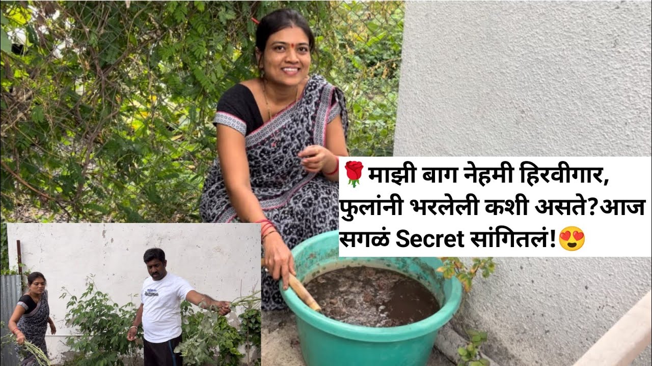 माझ्या गुलाबांना इतकी फुलं का येतात?🌹Water Lily कशी लावली?#plants#viralvideo#dailyvlog#plantcare 