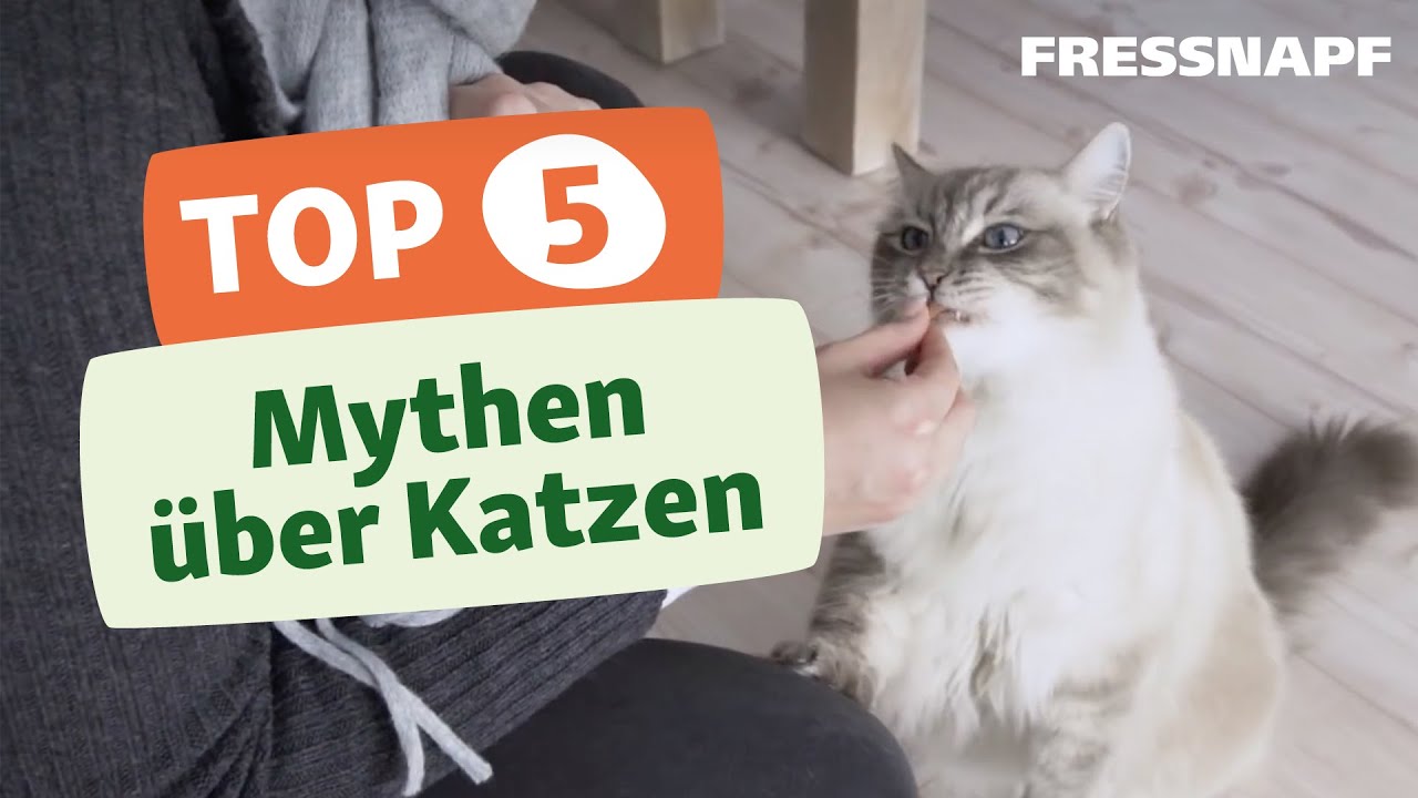 Top 5 Mythen über Katzen