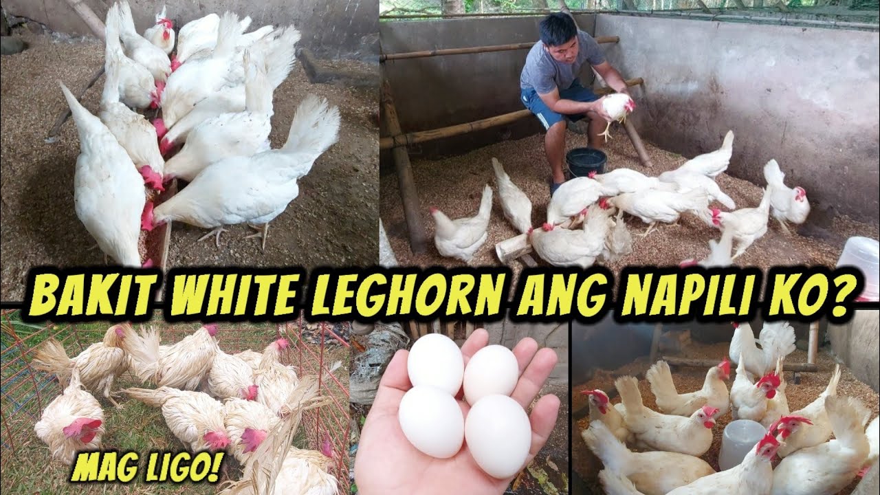 Bakit nag aalaga ako ng white leghorn?