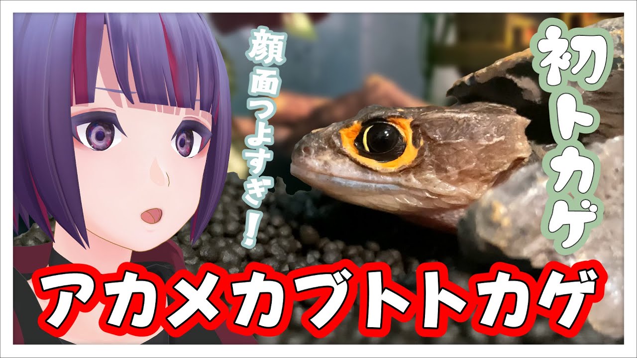 【お迎え】初トカゲ！ついにアカメカブトトカゲをお迎えしたった！【VTuber/個人勢/個人VTuber/爬虫類/レプタイル/Crocodile Skink/初心者】