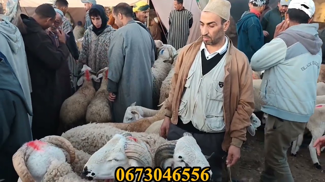 من سوق جمعة العرارشة اقليم قلعة السراغنة اثمنة الغنم اليوم بتاريخ 23/05/2025 #المواشي #المغرب 🇲🇦🐏🐑