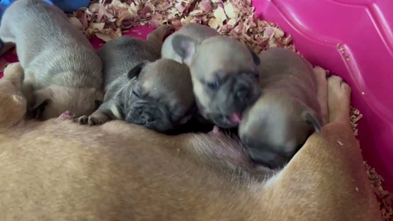 Puppies Family 21 Days Old Puppies Nursing Milk Hungry Greedy Chubby Fur Babies Breastfeeding