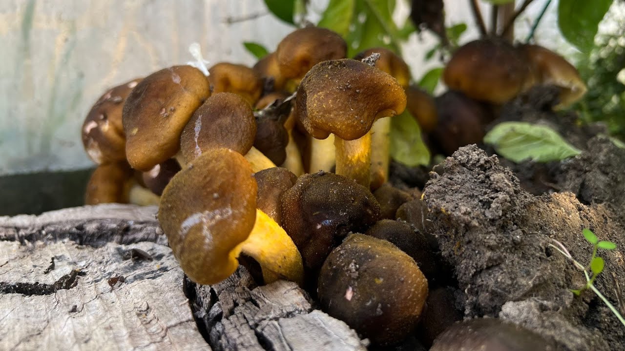 COME RICONOSCERE i CHIODINI ! -Armillaria Mellea- IN SERRA😱