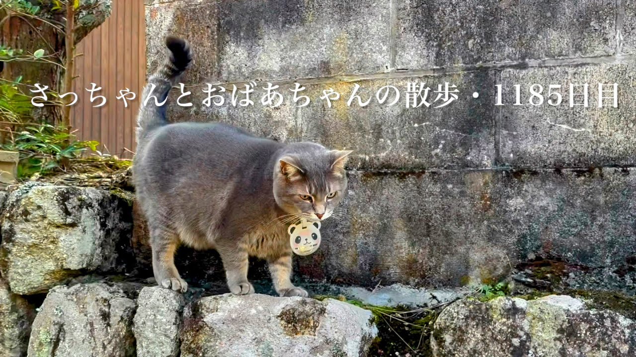 2026.3.17(火)《一日の記録》彼岸入りの朝..  自由に長い散歩を楽しんだ猫…【さっちゃんとおばあちゃんの散歩・1185日目】・・・