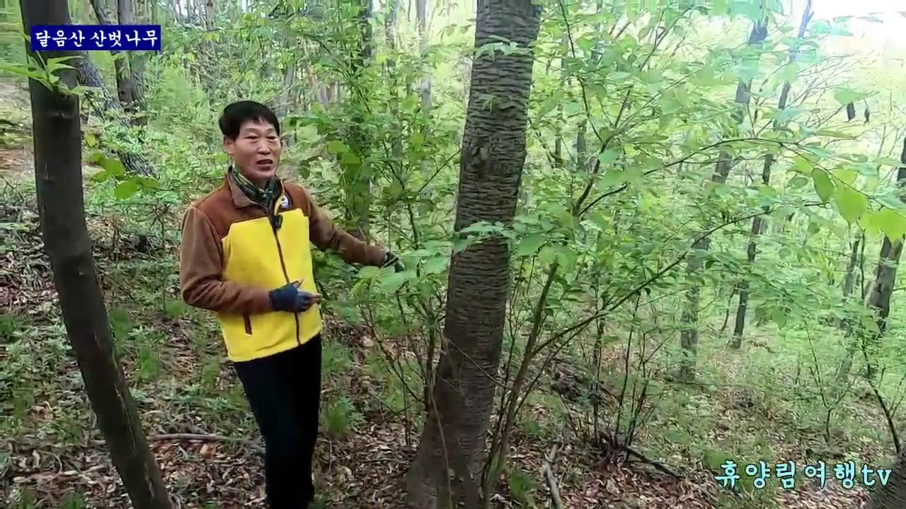 달음산 산벗나무