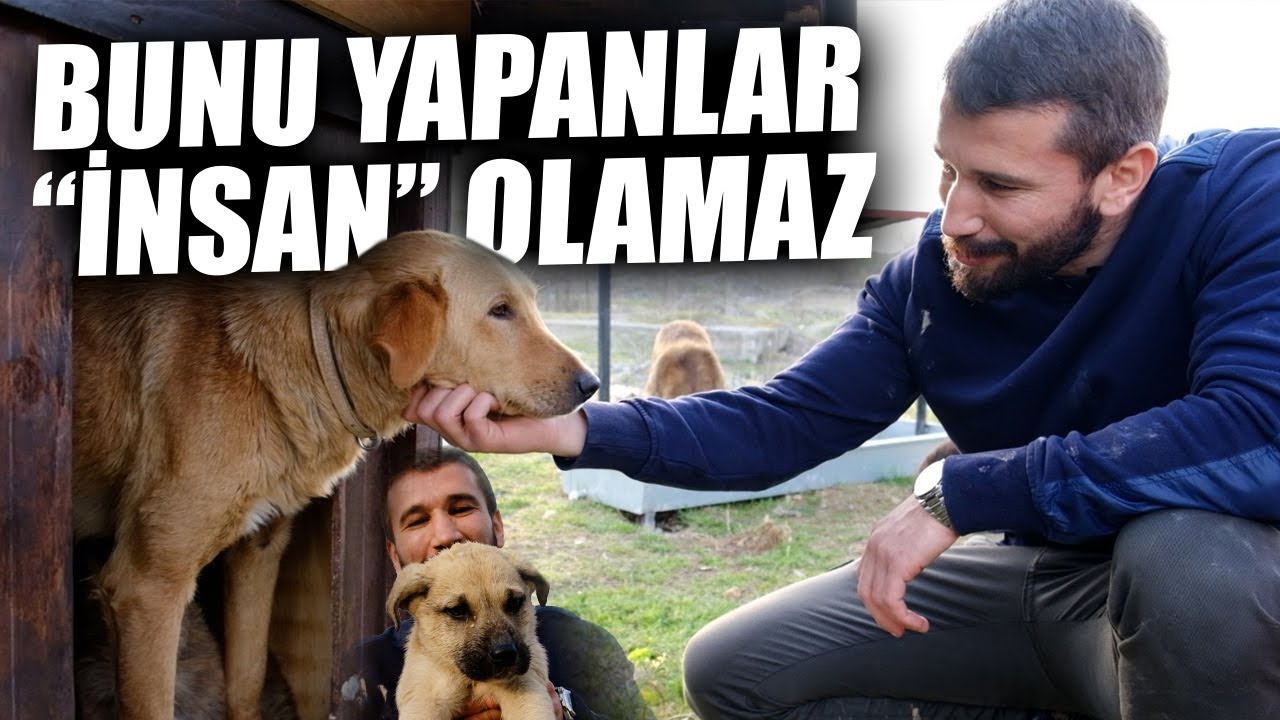 Yaşam Mücadelesi Veren Sessiz Arkadaşlar l Bölüm 1 |  @Sevpati   | Adem Kılıççı