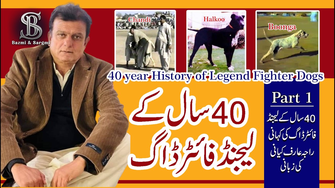 کتوں کی 40 سالہ تاریخ پر ایک منفرد نظر   40Year Dogs history