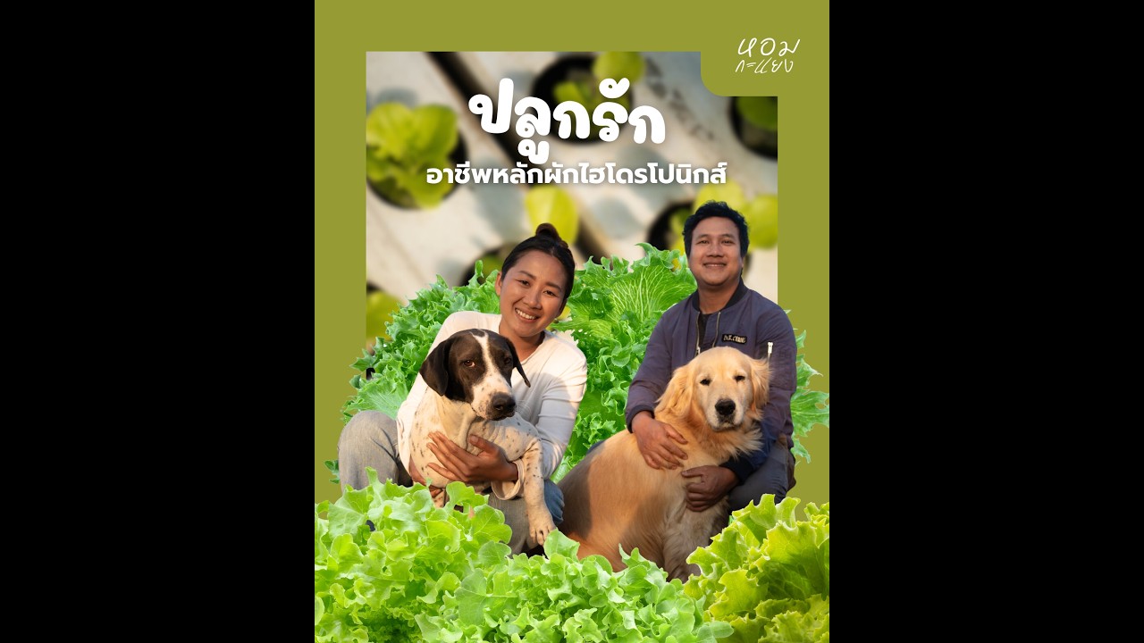 ปลูกรัก อาชีพหลักผักไฮโดรโปนิกส์
