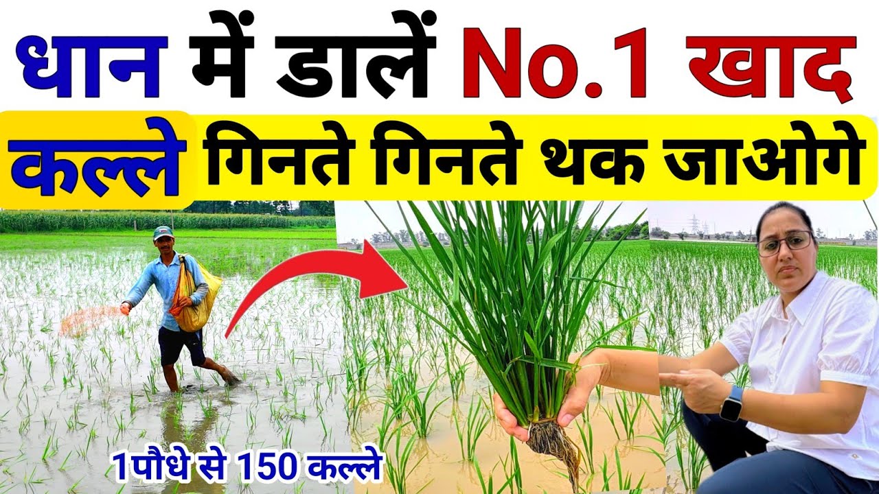 धान में पहला चमत्कारी खाद | Dhan me kalle kaise badhaye | Dhan me pahla khad | Dhan ki kheti | dhan