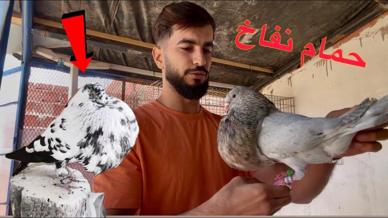 توليعة واعرا ف حمام نفاخ 😍 و كاين حمام للبيع ✅🇪🇸